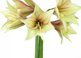 hippeastrum Green Magic (1)